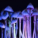 Psilocybin cubensis mushrooms